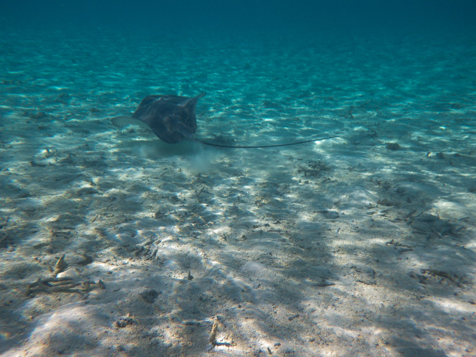 IMGP1334.jpg Sous l eau - Bora Bora - Copyright : See Otherwise 2012 - 2025