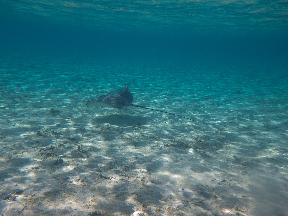 IMGP1335.jpg Sous l eau - Bora Bora - Copyright : See Otherwise 2012 - 2025