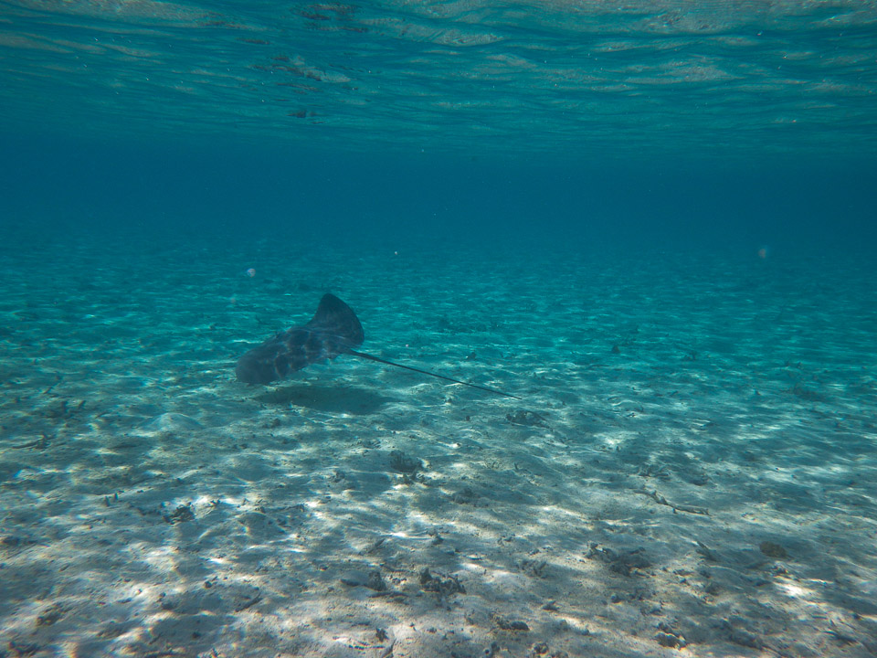 IMGP1336.jpg Sous l eau - Bora Bora - Copyright : See Otherwise 2012 - 2024