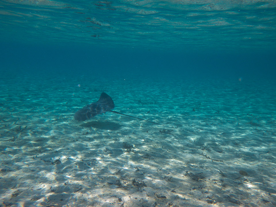 IMGP1336.jpg Sous l eau - Bora Bora - Copyright : See Otherwise 2012 - 2025