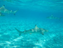 IMGP1212.jpg Sous l eau - Bora Bora - Copyright : See Otherwise 2012 - 2023