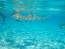 Sous l eau - Bora Bora - Copyright : See Otherwise 2012 - 2023