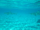 IMGP1214.jpg Sous l eau - Bora Bora - Copyright : See Otherwise 2012 - 2024