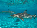 Sous l eau - Bora Bora - Copyright : See Otherwise 2012 - 2023