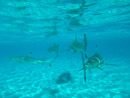 IMGP1218.jpg [Polynesie]Sous l eau - Bora Bora - Copyright : See Otherwise 2012 - 2022