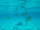 IMGP1218.jpg Sous l eau - Bora Bora - Copyright : See Otherwise 2012 - 2025