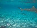 Sous l eau - Bora Bora - Copyright : See Otherwise 2012 - 2023