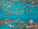 Sous l eau - Bora Bora - Copyright : See Otherwise 2012 - 2023