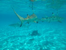 Sous l eau - Bora Bora - Copyright : See Otherwise 2012 - 2023