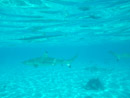 Sous l eau - Bora Bora - Copyright : See Otherwise 2012 - 2023