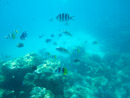 Sous l eau - Bora Bora - Copyright : See Otherwise 2012 - 2023