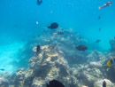 IMGP1234.jpg Sous l eau - Bora Bora - Copyright : See Otherwise 2012 - 2024