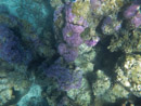 IMGP1237.jpg [Polynesie]Sous l eau - Bora Bora - Copyright : See Otherwise 2012 - 2022