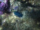 Sous l eau - Bora Bora - Copyright : See Otherwise 2012 - 2023