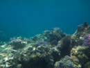 Sous l eau - Bora Bora - Copyright : See Otherwise 2012 - 2025