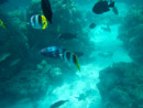 Sous l eau - Bora Bora - Copyright : See Otherwise 2012 - 2023