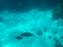IMGP1251.jpg Sous l eau - Bora Bora - Copyright : See Otherwise 2012 - 2023