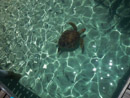 Sous l eau - Bora Bora - Copyright : See Otherwise 2012 - 2023