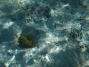 Sous l eau - Bora Bora - Copyright : See Otherwise 2012 - 2025