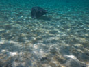 IMGP1322.jpg Sous l eau - Bora Bora - Copyright : See Otherwise 2012 - 2024