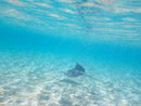 IMGP1324.jpg Sous l eau - Bora Bora - Copyright : See Otherwise 2012 - 2024