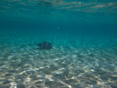 Sous l eau - Bora Bora - Copyright : See Otherwise 2012 - 2023