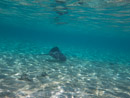 Sous l eau - Bora Bora - Copyright : See Otherwise 2012 - 2023