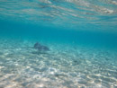 IMGP1329.jpg [Polynesie]Sous l eau - Bora Bora - Copyright : See Otherwise 2012 - 2022