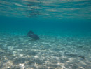 IMGP1331.jpg Sous l eau - Bora Bora - Copyright : See Otherwise 2012 - 2024