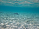 Sous l eau - Bora Bora - Copyright : See Otherwise 2012 - 2026