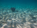 Sous l eau - Bora Bora - Copyright : See Otherwise 2012 - 2023