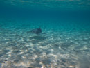 Sous l eau - Bora Bora - Copyright : See Otherwise 2012 - 2023