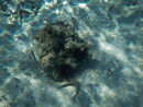 Sous l eau - Bora Bora - Copyright : See Otherwise 2012 - 2023