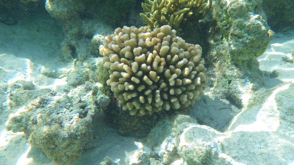 IMGP0114.jpg Sous l eau - Fakarava - Copyright : See Otherwise 2012 - 2025