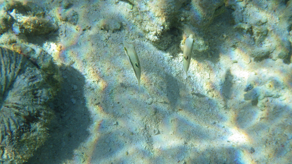 IMGP0115.jpg Sous l eau - Fakarava - Copyright : See Otherwise 2012 - 2025