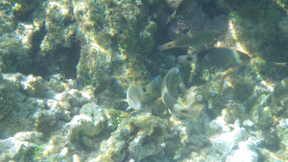 IMGP0117.jpg Sous l eau - Fakarava - Copyright : See Otherwise 2012 - 2025