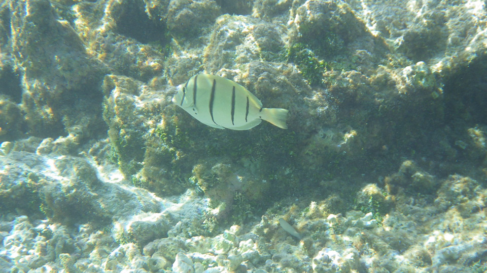 IMGP0119.jpg Sous l eau - Fakarava - Copyright : See Otherwise 2012 - 2025