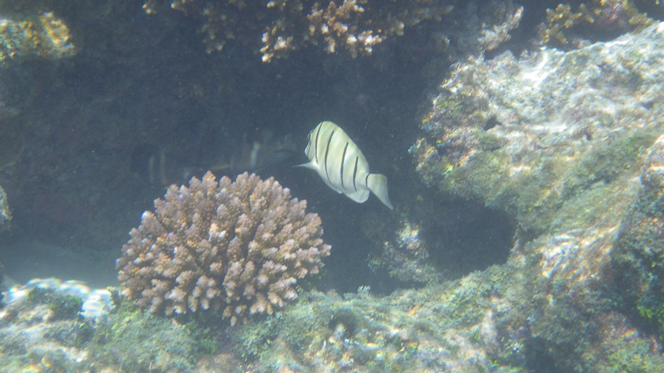 IMGP0122.jpg Sous l eau - Fakarava - Copyright : See Otherwise 2012 - 2025