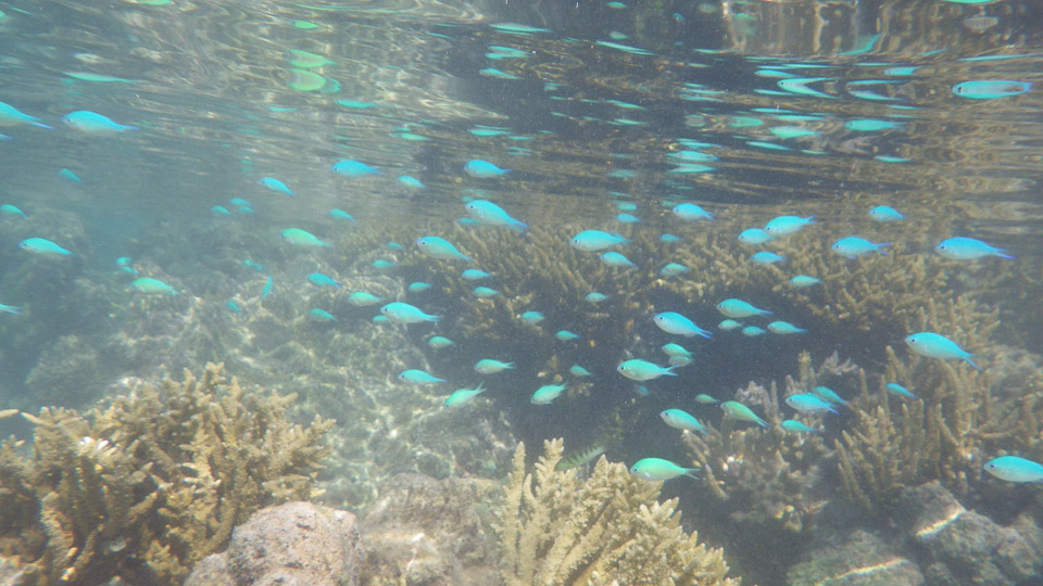 IMGP0136.jpg Sous l eau - Fakarava - Copyright : See Otherwise 2012 - 2025