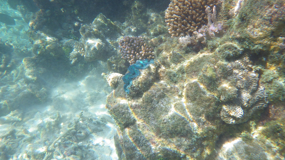 IMGP0137.jpg Sous l eau - Fakarava - Copyright : See Otherwise 2012 - 2025
