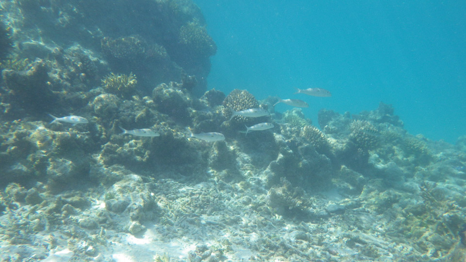 IMGP0148.jpg Sous l eau - Fakarava - Copyright : See Otherwise 2012 - 2025