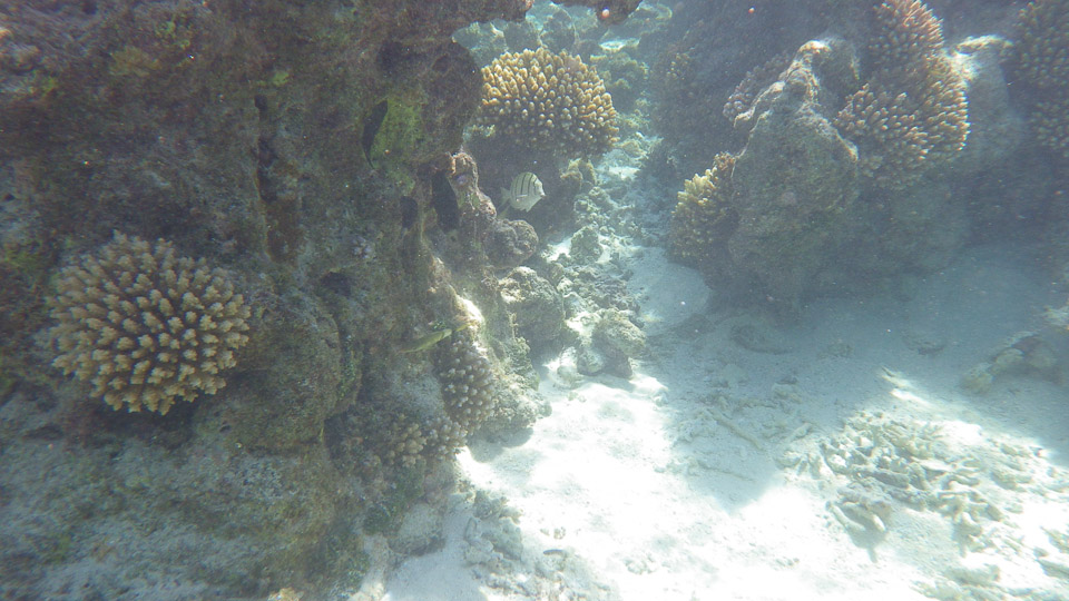 IMGP0152.jpg Sous l eau - Fakarava - Copyright : See Otherwise 2012 - 2025