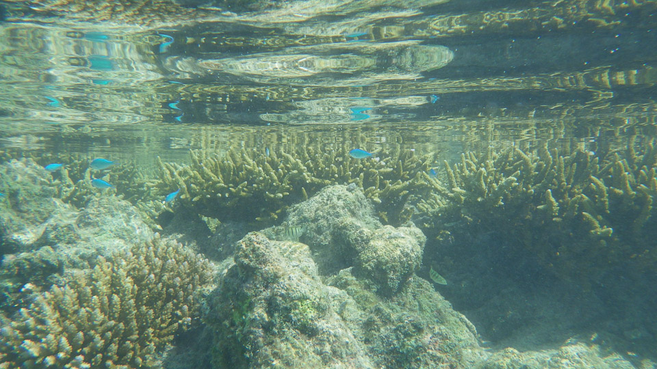 IMGP0161.jpg Sous l eau - Fakarava - Copyright : See Otherwise 2012 - 2025