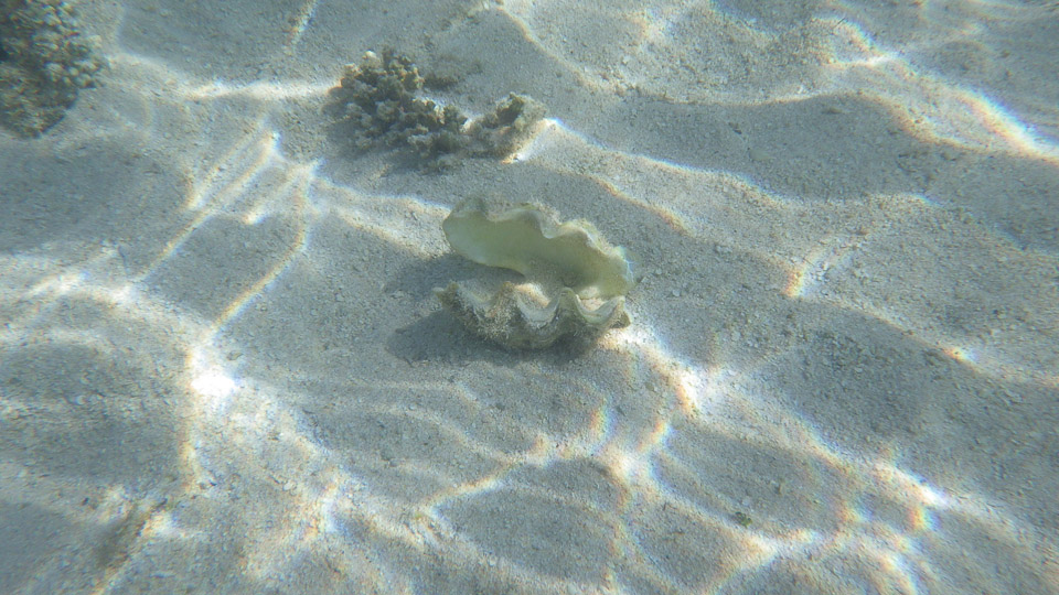 IMGP0162.jpg Sous l eau - Fakarava - Copyright : See Otherwise 2012 - 2025