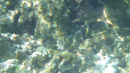 IMGP0117.jpg [Polynesie]Sous l eau - Fakarava - Copyright : See Otherwise 2012 - 2022