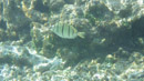 IMGP0119.jpg [Polynesie]Sous l eau - Fakarava - Copyright : See Otherwise 2012 - 2022