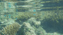 IMGP0161.jpg [Polynesie]Sous l eau - Fakarava - Copyright : See Otherwise 2012 - 2022