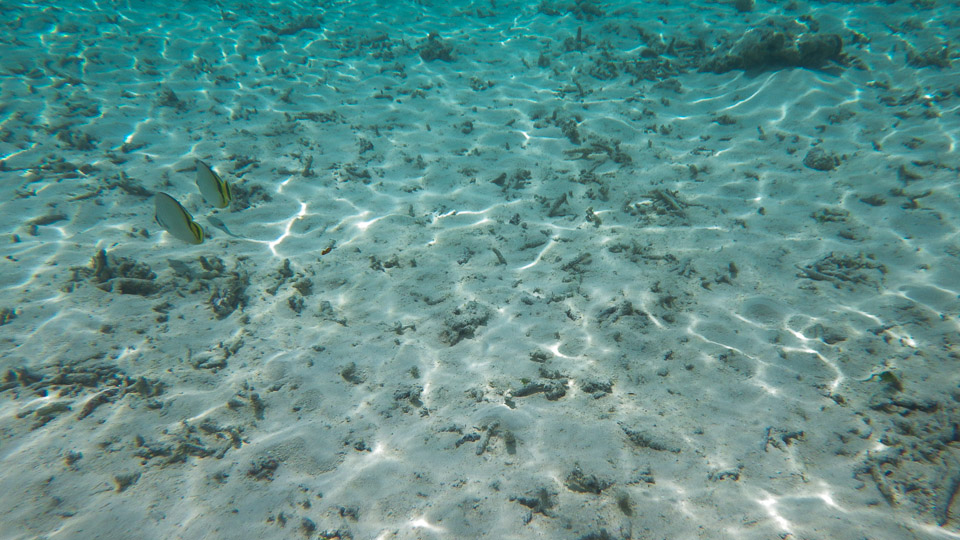 IMGP0184.jpg Sous l eau - Huahine - Copyright : See Otherwise 2012 - 2025