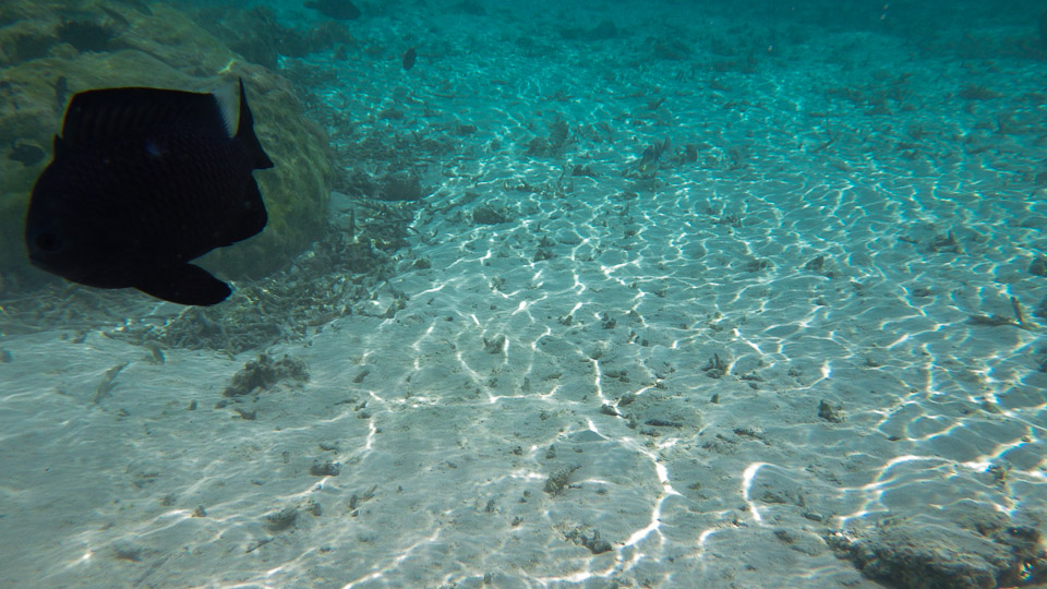 IMGP0186.jpg Sous l eau - Huahine - Copyright : See Otherwise 2012 - 2025
