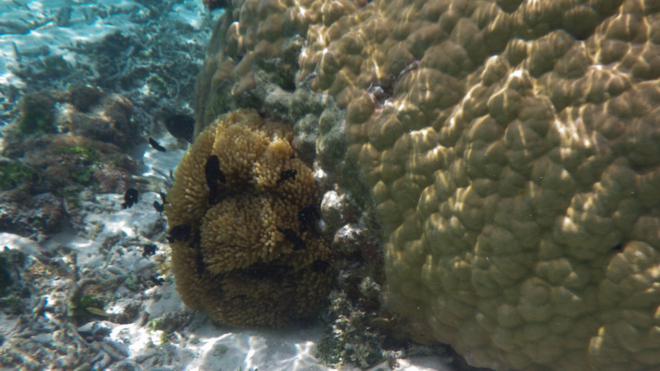 IMGP0198.jpg Sous l eau - Huahine - Copyright : See Otherwise 2012 - 2025